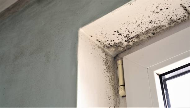 Best Mold Removal for HVAC Installations  in Fruitland, IA