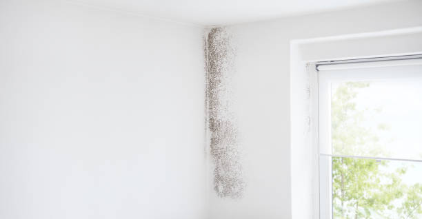 Best Residential Mold Inspection & Testing  in Fruitland, IA