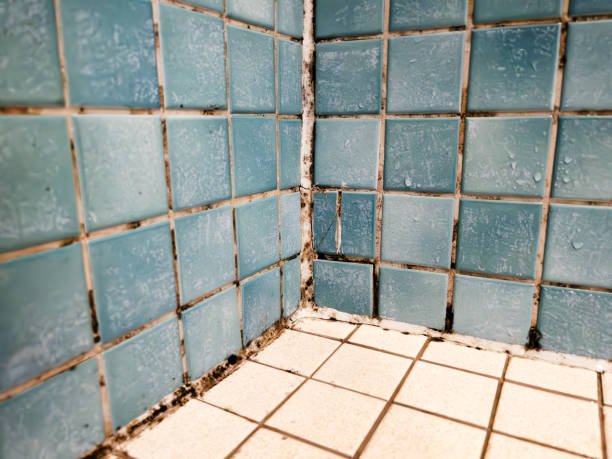 Best HVAC Mold Inspection and Cleaning  in Fruitland, IA