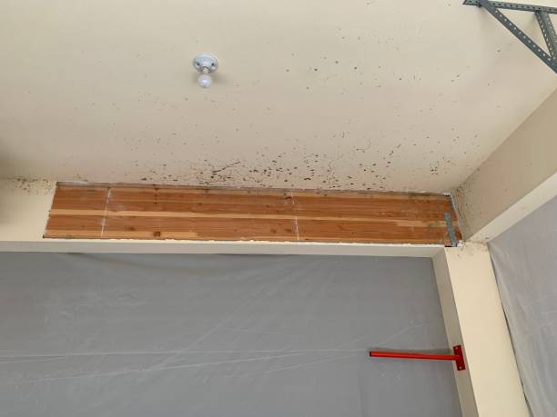 Best Comprehensive Air Testing for Mold Contaminants  in Fruitland, IA